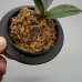 画像3: 22.愛玉殿（芋吹き） (3)