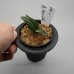 画像2: 21.愛玉殿（芋吹き） (2)