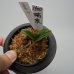画像3: 3.瑞泉（芋吹き） (3)