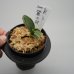 画像2: 17.麗玉殿（芋吹き） (2)
