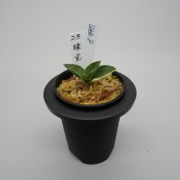 8.珠宝（芋吹き）