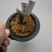 画像2: 23.愛玉殿（芋吹き） (2)