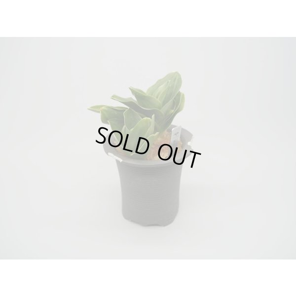 画像2: N/OH / Glay ＋ 福包 【引っ越し万年青にも】