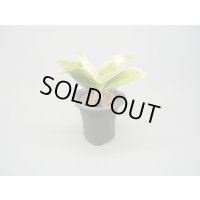 N/OH / Glay ＋ 福の光【引っ越し万年青にも】