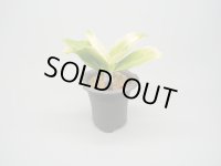 N/OH / Glay ＋ 福の光【引っ越し万年青にも】