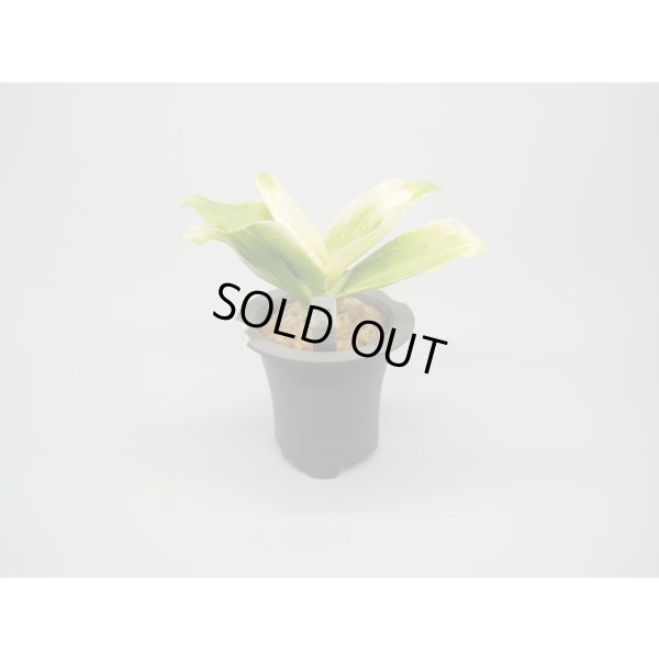 画像1: N/OH / Glay ＋ 福の光【引っ越し万年青にも】