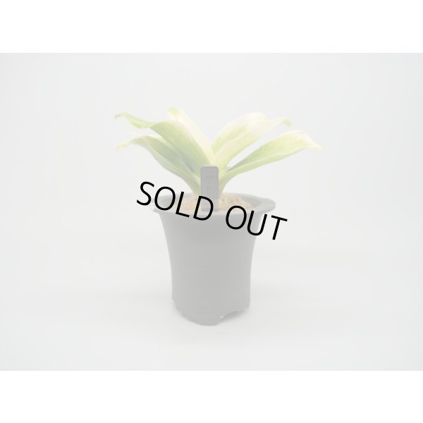 画像3: N/OH / Glay ＋ 福の光【引っ越し万年青にも】