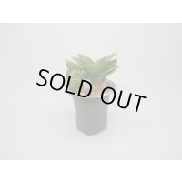 N/OH / Glay ＋ 福包 【引っ越し万年青にも】