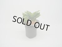 N/OH / Glay ＋ 福包 【引っ越し万年青にも】