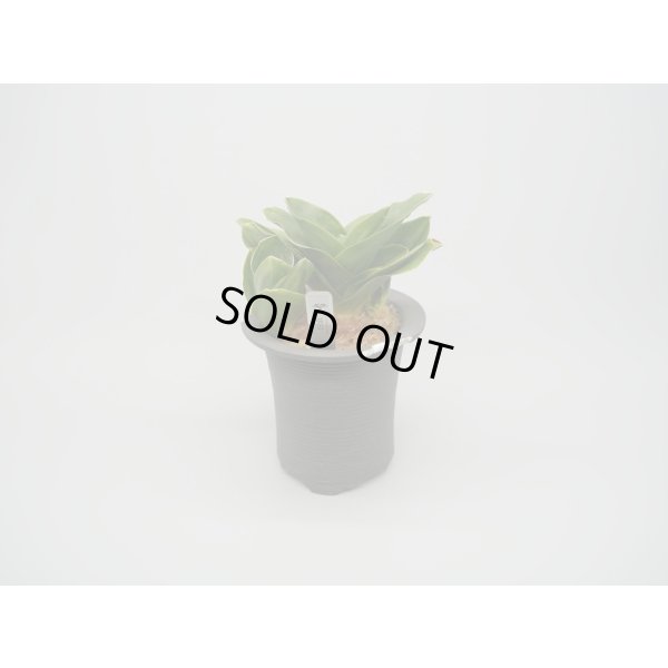 画像1: N/OH / Glay ＋ 福包 【引っ越し万年青にも】