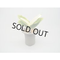 N/OH / Glay / 2 ＋福の光【引っ越し万年青にも】