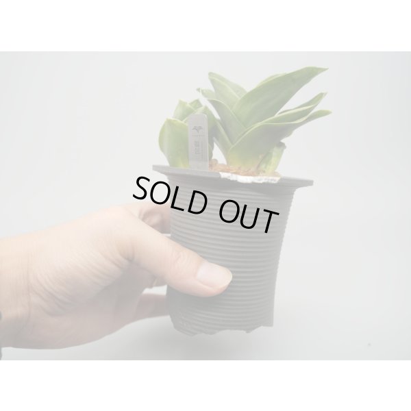 画像3: N/OH / Glay ＋ 福包 【引っ越し万年青にも】