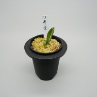 5.寿堂（芋吹き）