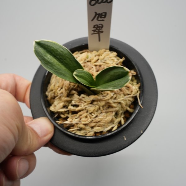 画像2: 19.旭翠（芋吹き）