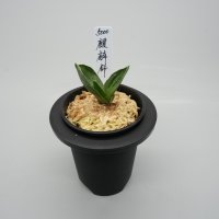 1.麒麟錦（芋吹き）