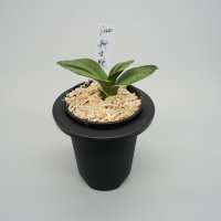 13.新生殿（芋吹き）