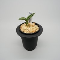 9.愛玉殿（芋吹き）