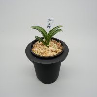 3.轟（芋吹き）