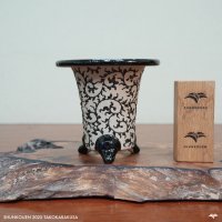 【春光園別注】 蛸唐草 万年青鉢 3.0~3.5号