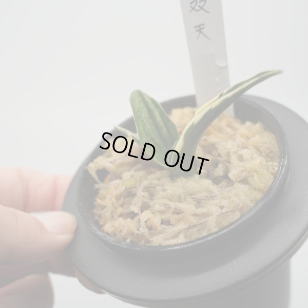 画像2: 1.双天（割子）