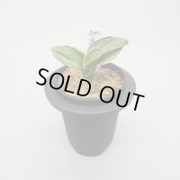 7.萬寿鳳（芋吹き）