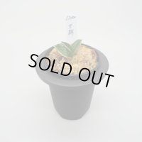 3.王朝（芋吹き）