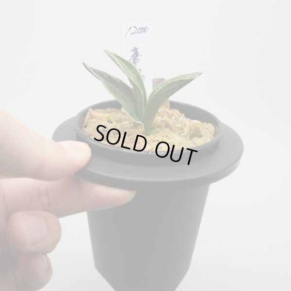 画像3: 1.華陽（芋吹き）