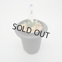 9.淡窓（芋吹き）