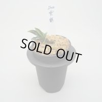 10.雲鶴（芋吹き）