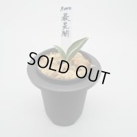 11.最晃閣（芋吹き）