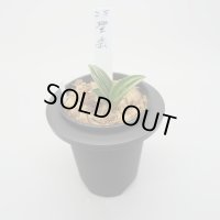 6.聖岳（芋吹き）