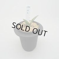 1.双天（割子）