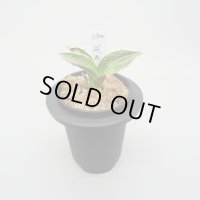 4.延寿（芋吹き）