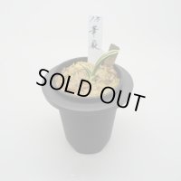 2.華厳（芋吹き）