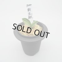 5.新生殿（芋吹き）