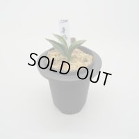 1.華陽（芋吹き）