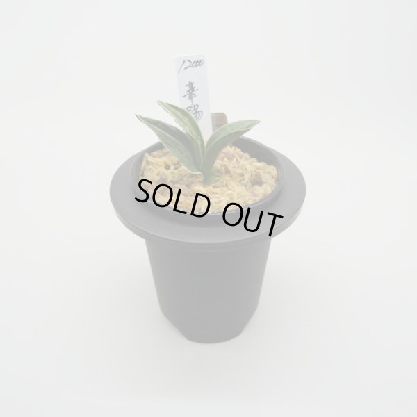 画像1: 1.華陽（芋吹き）