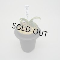 7.旭光獅子（芋吹き 縞覆輪）