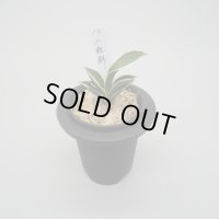 4.八絋錦（２才）