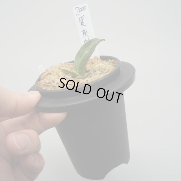 画像3: 5.加茂鶴（小吹き）