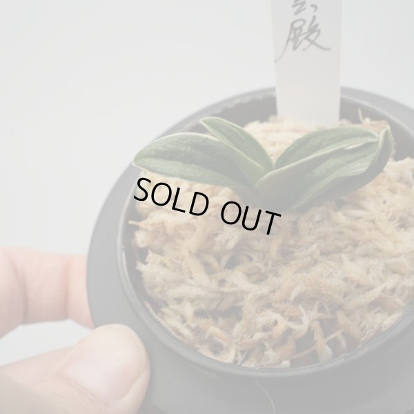 画像4: 9.聖雲殿（芋吹き）