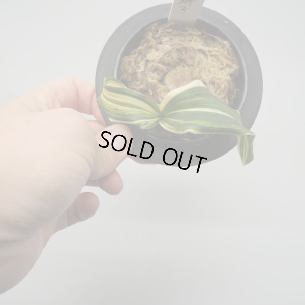 画像2: 1.鶴の舞 実生獅子 （芋吹き）