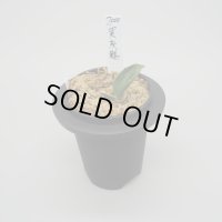 5.加茂鶴（小吹き）