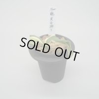 1.鶴の舞 実生獅子 （芋吹き）