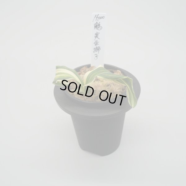 画像1: 1.鶴の舞 実生獅子 （芋吹き）