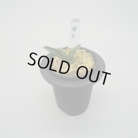 2.珠光（芋吹き）