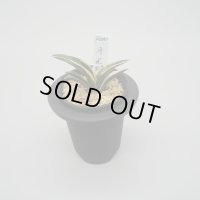 6.月光冠（２才）