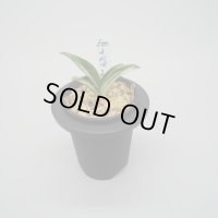 10.千代田の松（芋吹き）