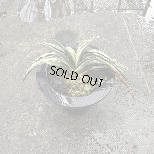 画像4: 3.華陽（芋吹き）