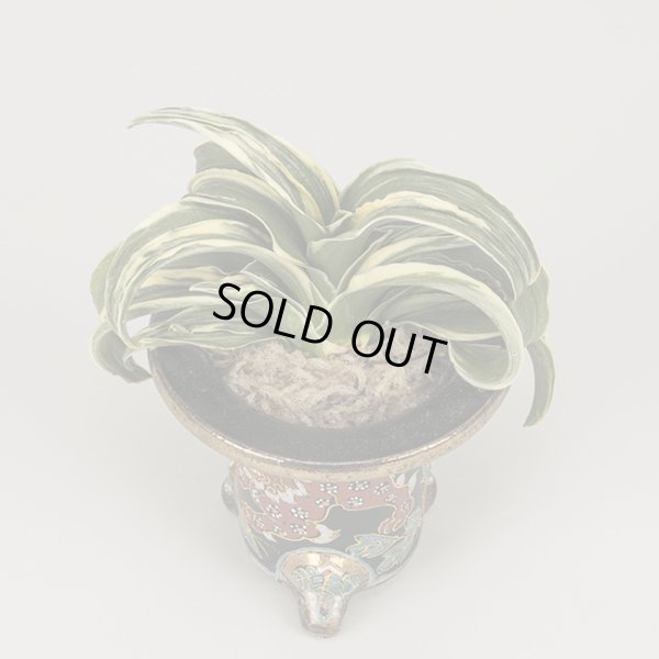 画像4: 5.加茂鶴（小吹き）